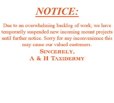  NOTICE: Due to an overwhelming backlog of work, we have temporarily suspended new incoming mount projects until further notice. Sorry for any inconvenience this may cause our valued customers. Sincerely, A & H Taxidermy